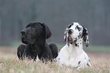 DOGUE ALLEMAND 717